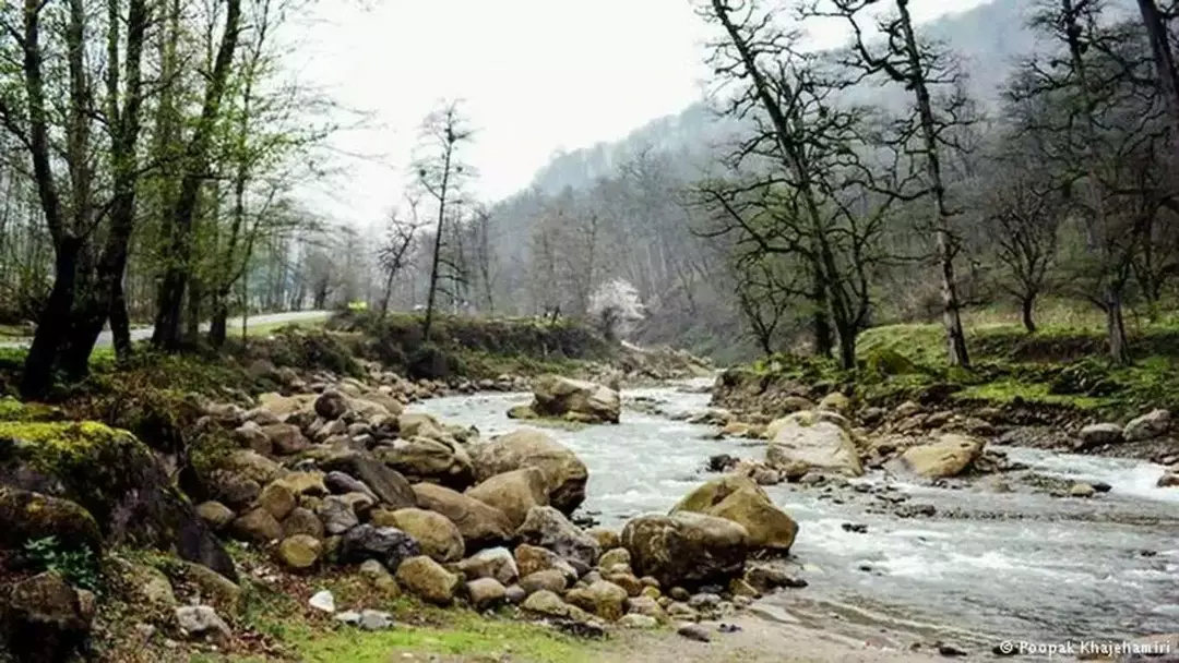 جنگل دوهزار سه هزار 