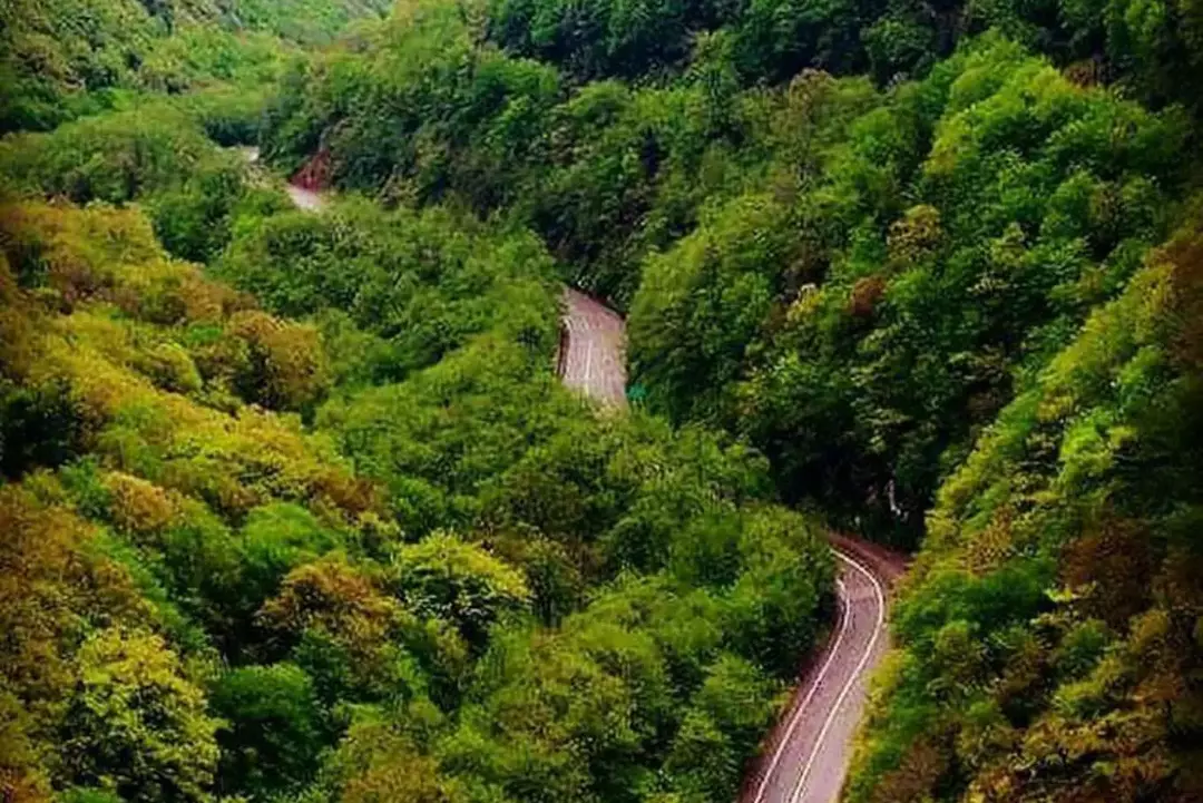 جنگل دوهزار سه هزار 