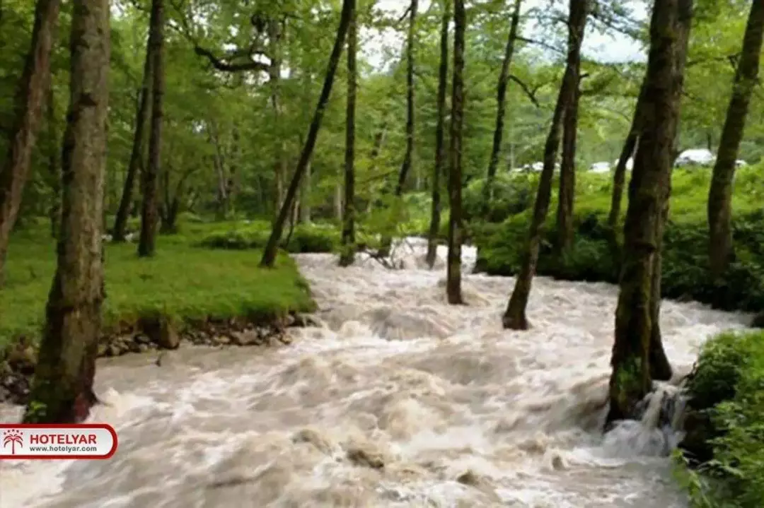 جنگل دوهزار سه هزار 