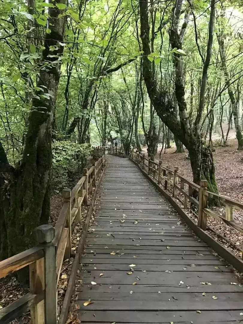 جنگل النگدره