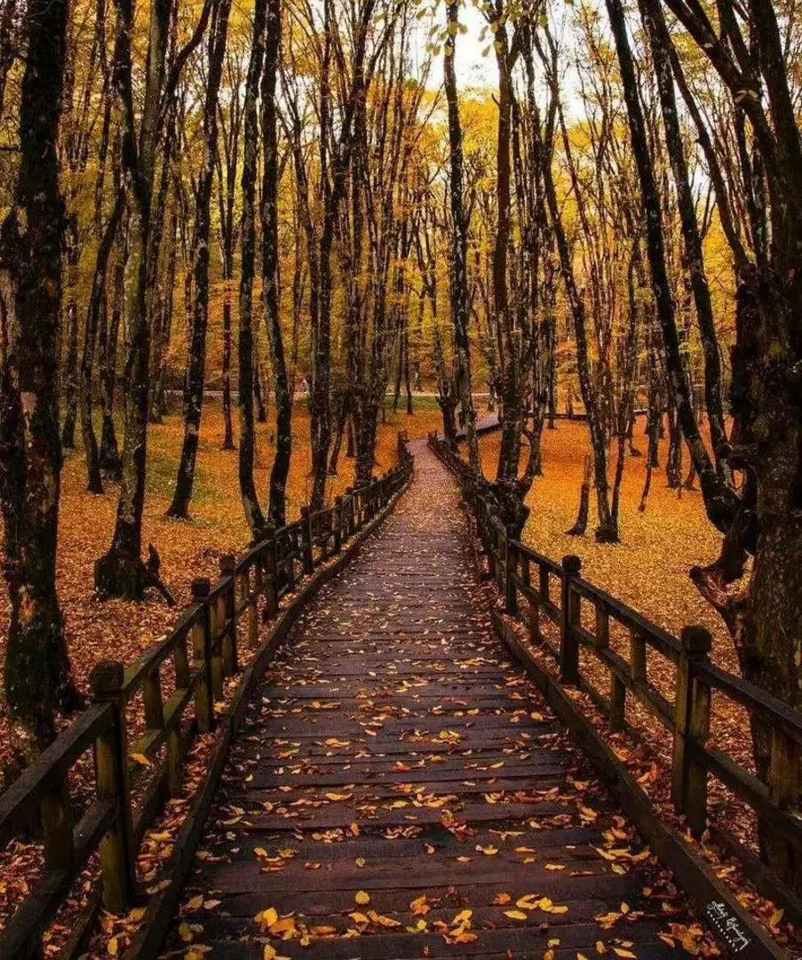 جنگل النگدره