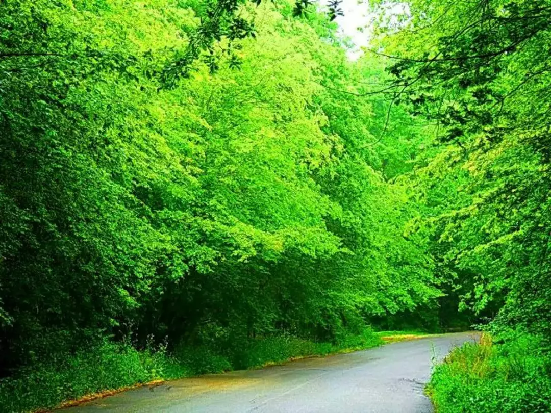 جنگل توسکستان