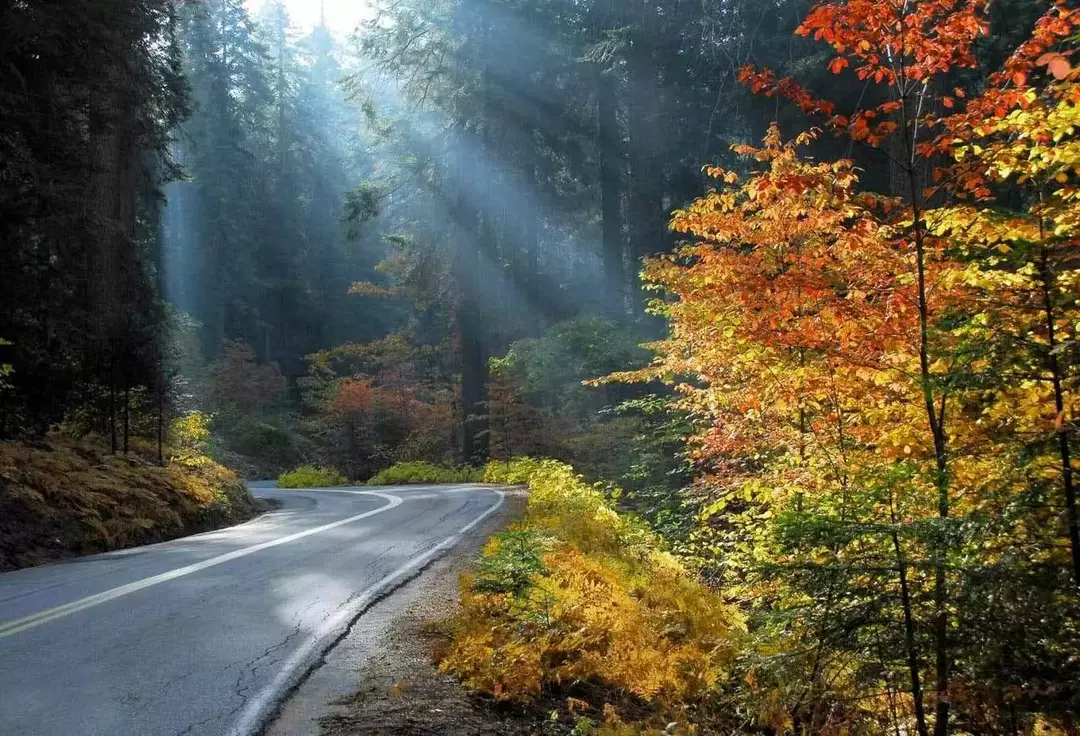 جنگل توسکستان