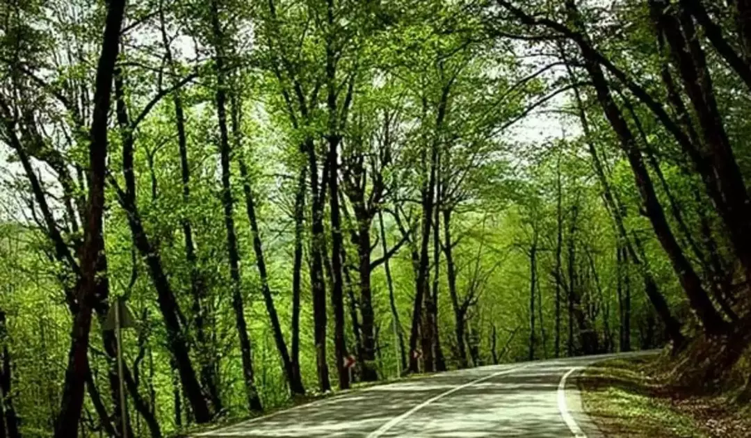 جنگل توسکستان