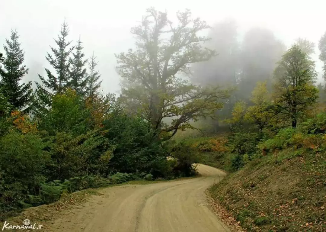 جنگل توسکستان