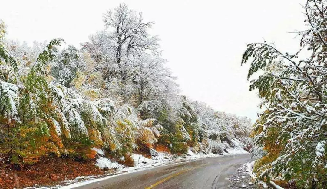 جنگل توسکستان