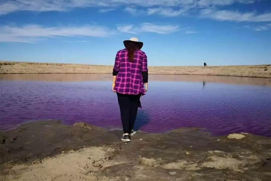 گلفشان نفتلیجه