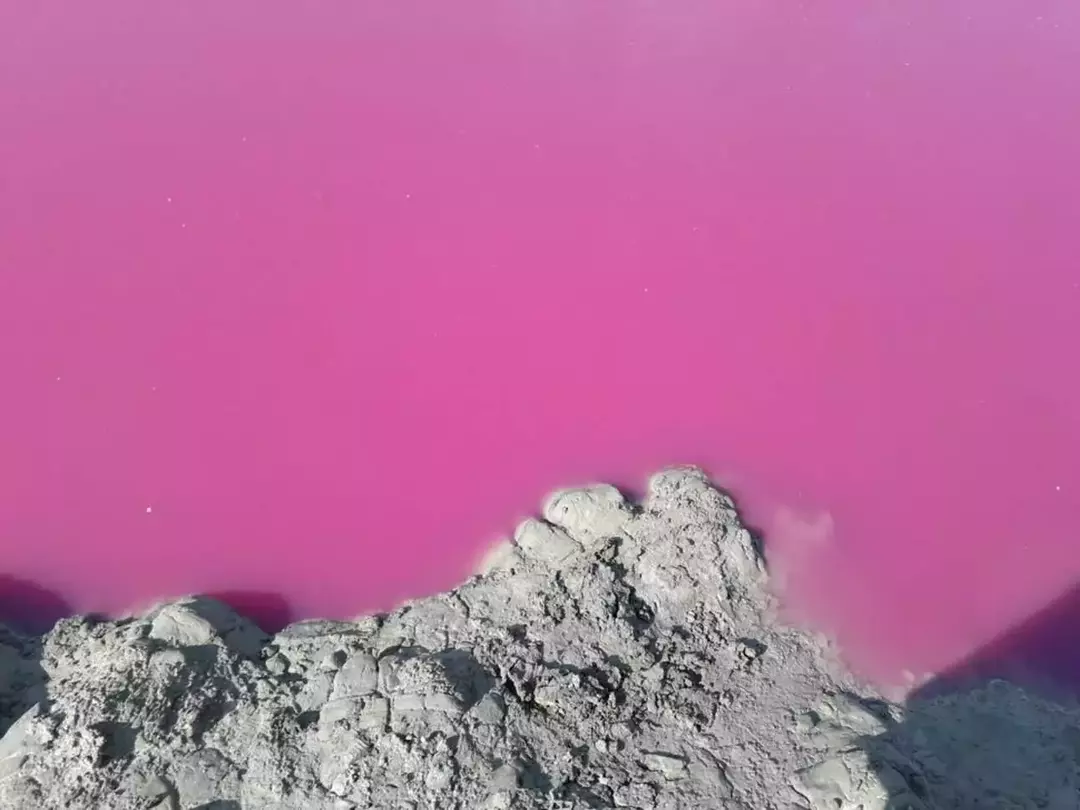 گلفشان نفتلیجه