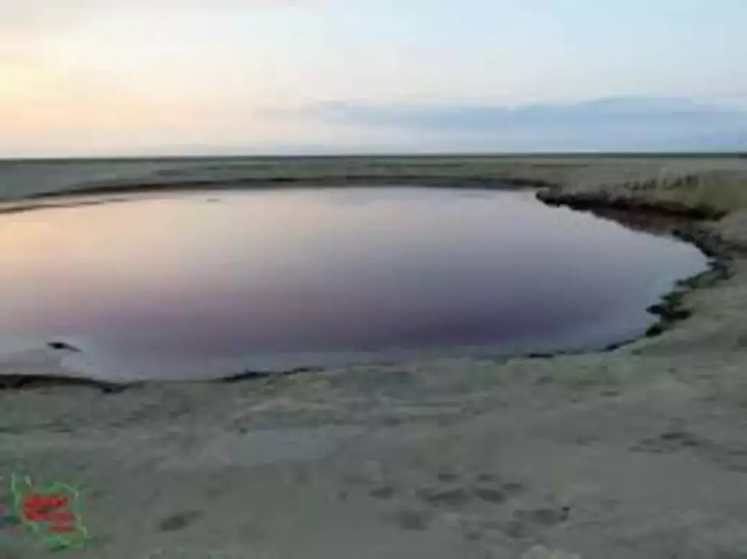 گلفشان نفتلیجه