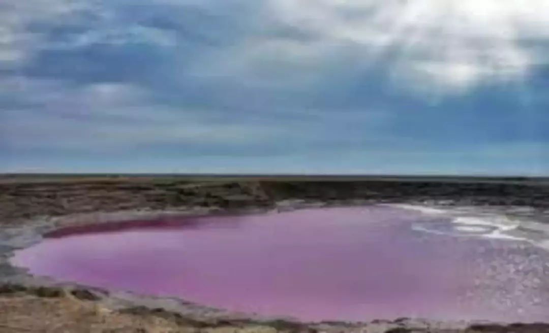 گلفشان نفتلیجه