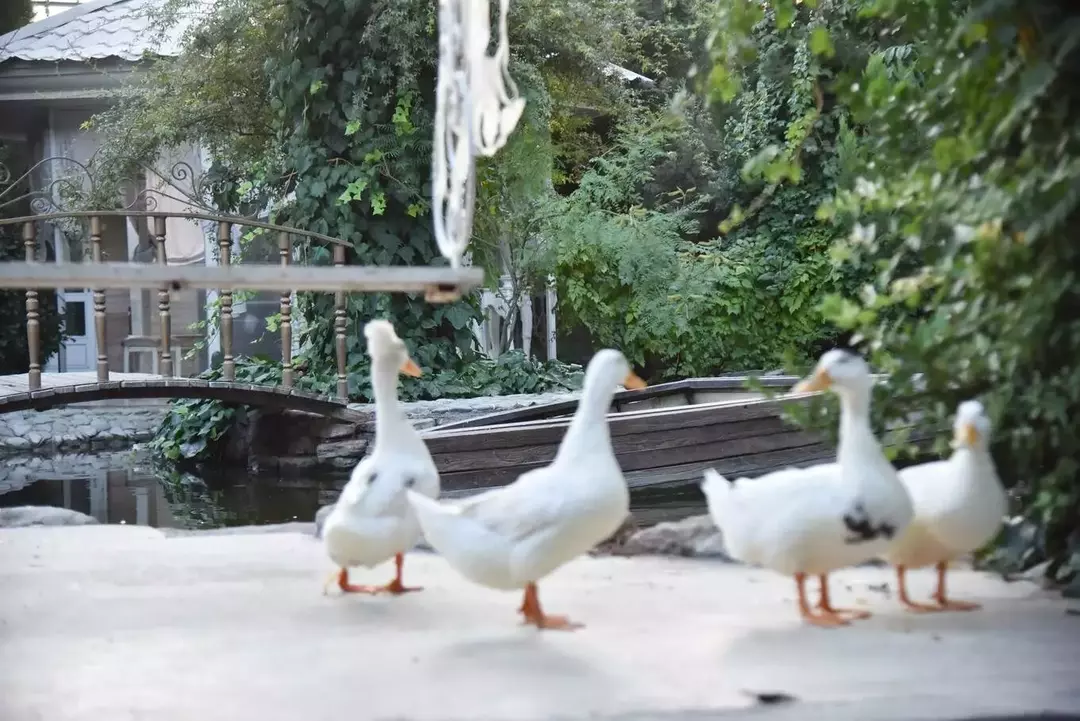 باغ عمارت بهاران 