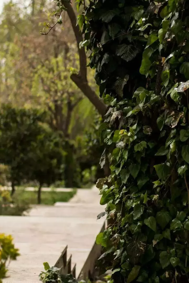 باغ عمارت صبا 