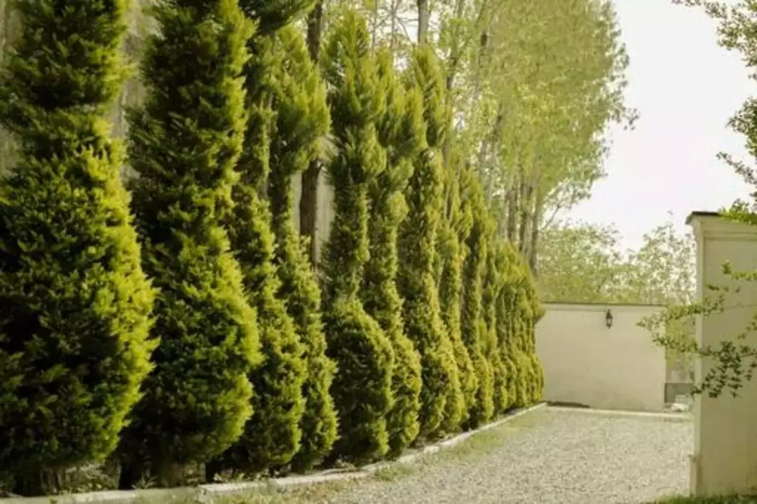 باغ عمارت صبا 