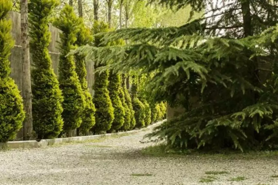 باغ عمارت صبا 