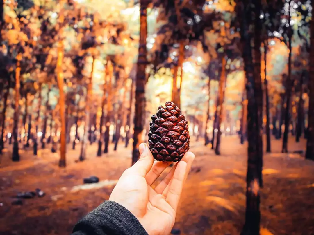 پارک ملی شیان_لویزان 