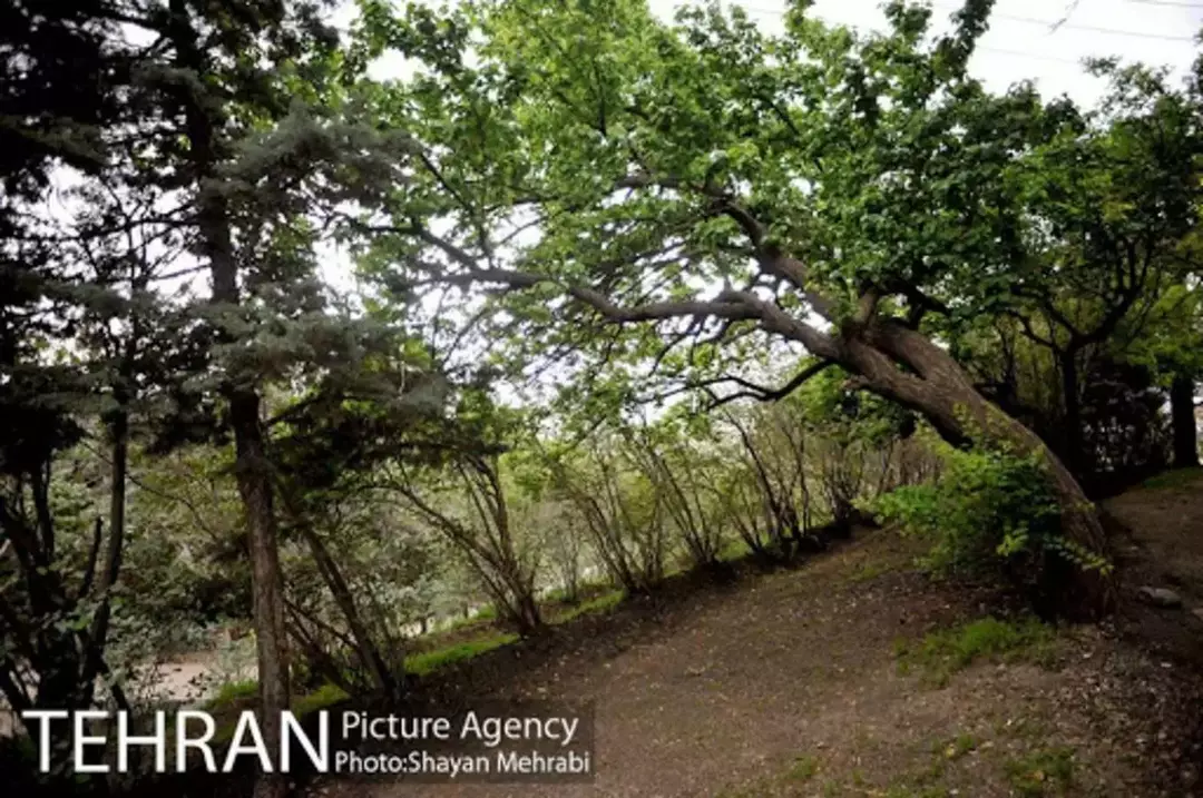 پارک ملی شیان_لویزان 