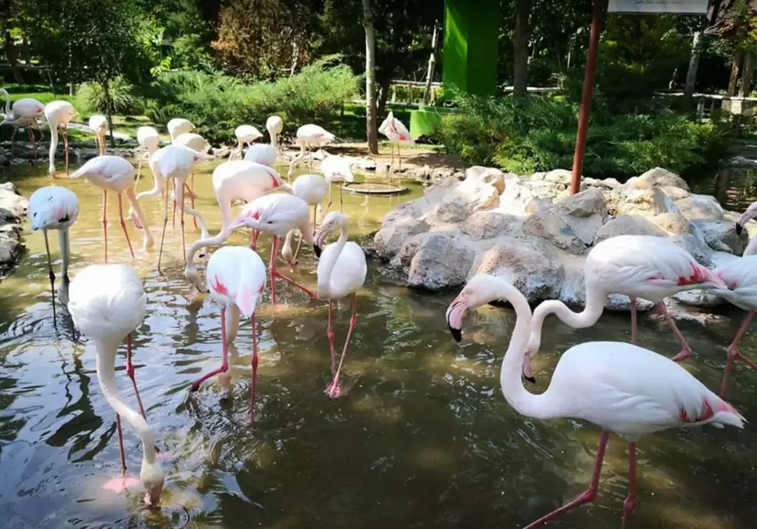 باغ پرندگان اصفهان