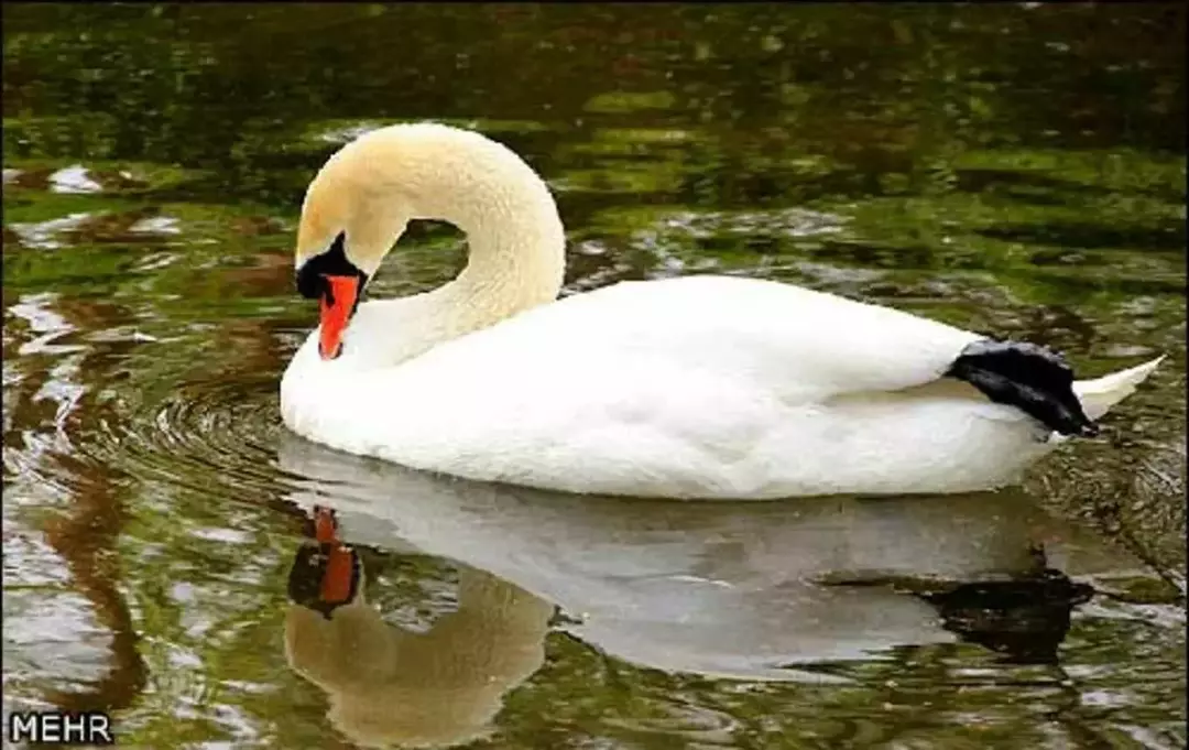 باغ پرندگان اصفهان