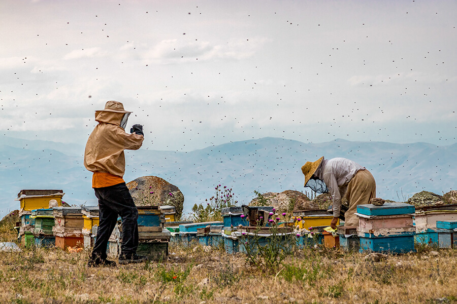 Nature documentary photography عکاسی مستند طبیعت در کادرو